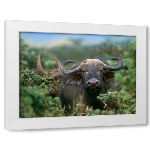 African buffalo White Modern Wood Framed Art Print by Fitzharris, Tim