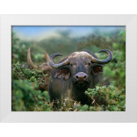 African buffalo White Modern Wood Framed Art Print by Fitzharris, Tim