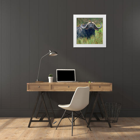 African buffalo with oxpeckers White Modern Wood Framed Art Print by Fitzharris, Tim