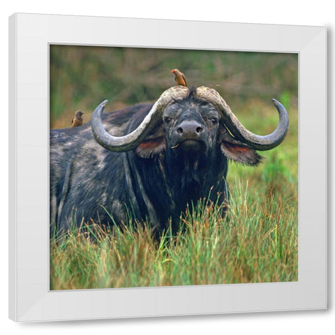 African buffalo with oxpeckers White Modern Wood Framed Art Print by Fitzharris, Tim