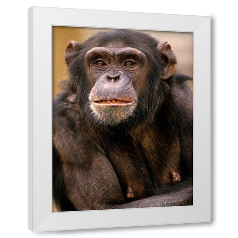 Chimpanzee White Modern Wood Framed Art Print by Fitzharris, Tim