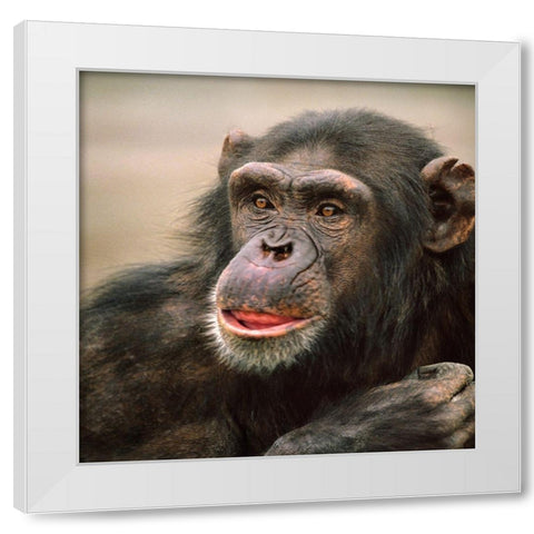 Chimpanzee White Modern Wood Framed Art Print by Fitzharris, Tim