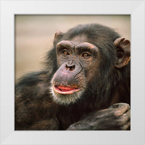 Chimpanzee White Modern Wood Framed Art Print by Fitzharris, Tim