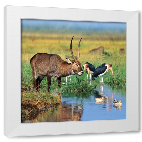 Defassa waterbuck-marabou storks-waterfowl-Kenya White Modern Wood Framed Art Print by Fitzharris, Tim