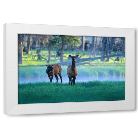 Elk White Modern Wood Framed Art Print by Fitzharris, Tim