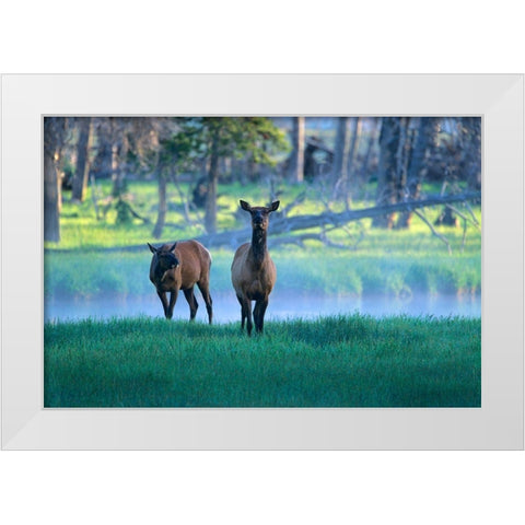 Elk White Modern Wood Framed Art Print by Fitzharris, Tim