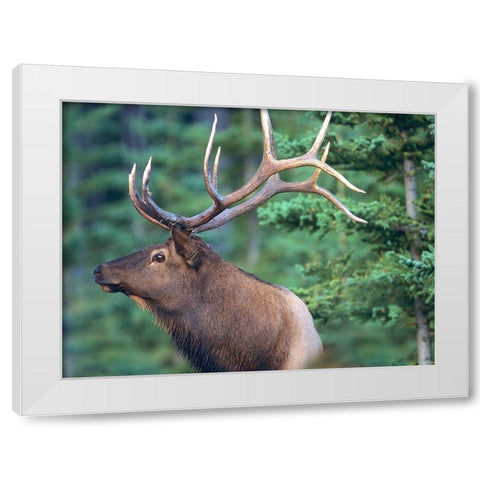 Elk White Modern Wood Framed Art Print by Fitzharris, Tim