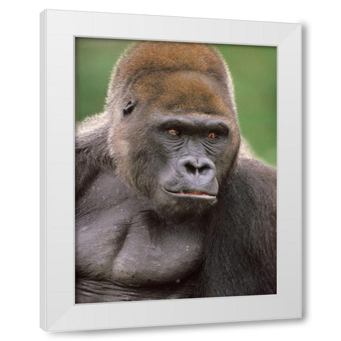 Gorilla White Modern Wood Framed Art Print by Fitzharris, Tim