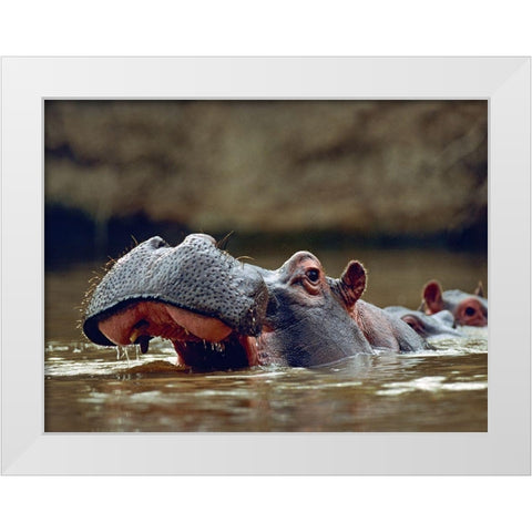Hippopotamus-Kenya White Modern Wood Framed Art Print by Fitzharris, Tim