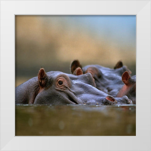 Hippopotamus-Mara River-Kenya White Modern Wood Framed Art Print by Fitzharris, Tim