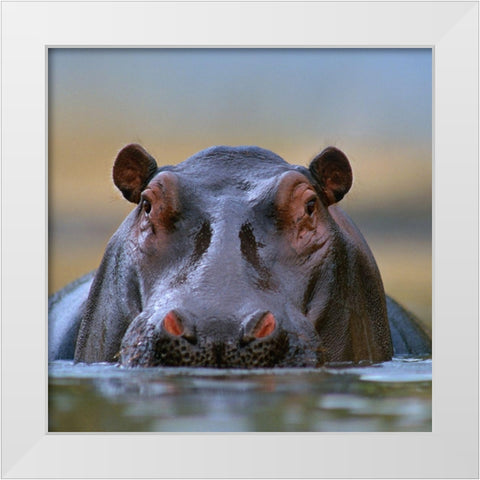 Hippopotamus-Mara River-Kenya White Modern Wood Framed Art Print by Fitzharris, Tim