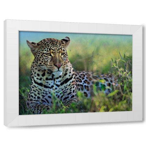 Leopard-Kenya White Modern Wood Framed Art Print by Fitzharris, Tim