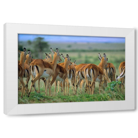 Impala Herd Kenya White Modern Wood Framed Art Print by Fitzharris, Tim