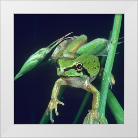 Pacific tree frog White Modern Wood Framed Art Print by Fitzharris, Tim