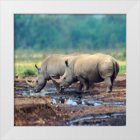 White Rhinoceros-Kenya White Modern Wood Framed Art Print by Fitzharris, Tim