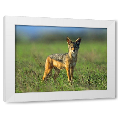 Silver-backed Jackal-Kenya White Modern Wood Framed Art Print by Fitzharris, Tim