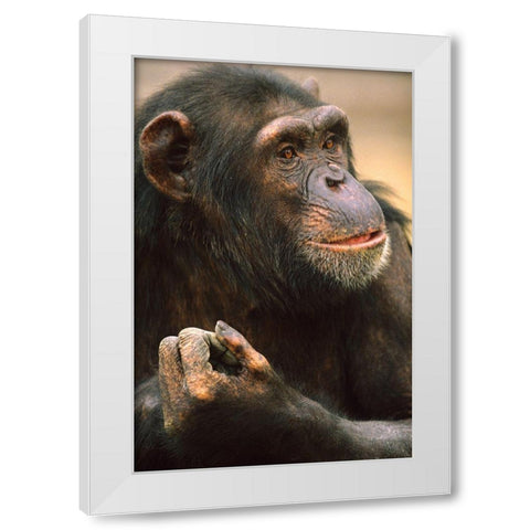 Primates White Modern Wood Framed Art Print by Fitzharris, Tim