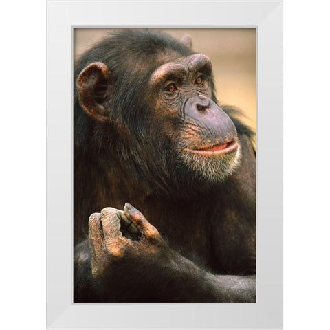 Primates White Modern Wood Framed Art Print by Fitzharris, Tim