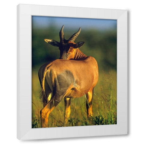 Topi-Kenya White Modern Wood Framed Art Print by Fitzharris, Tim