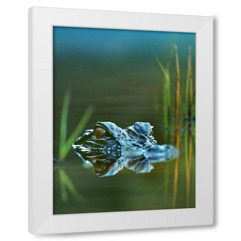 American alligator White Modern Wood Framed Art Print by Fitzharris, Tim