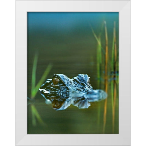 American alligator White Modern Wood Framed Art Print by Fitzharris, Tim