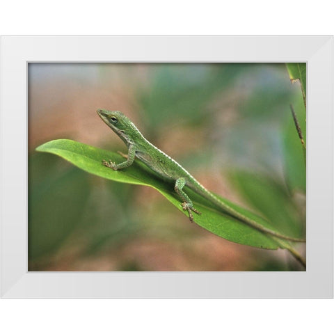 Green anole White Modern Wood Framed Art Print by Fitzharris, Tim