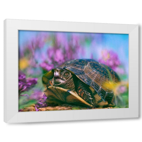 Three-toed box turtle White Modern Wood Framed Art Print by Fitzharris, Tim