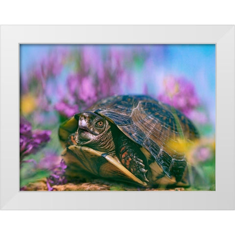 Three-toed box turtle White Modern Wood Framed Art Print by Fitzharris, Tim