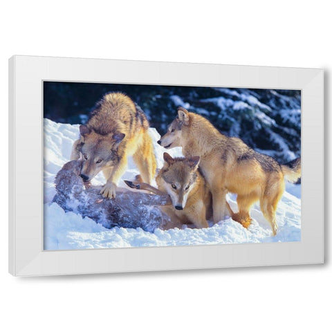 Gray wolves fighting over a deer carcass in snow White Modern Wood Framed Art Print by Fitzharris, Tim