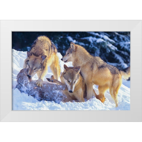 Gray wolves fighting over a deer carcass in snow White Modern Wood Framed Art Print by Fitzharris, Tim