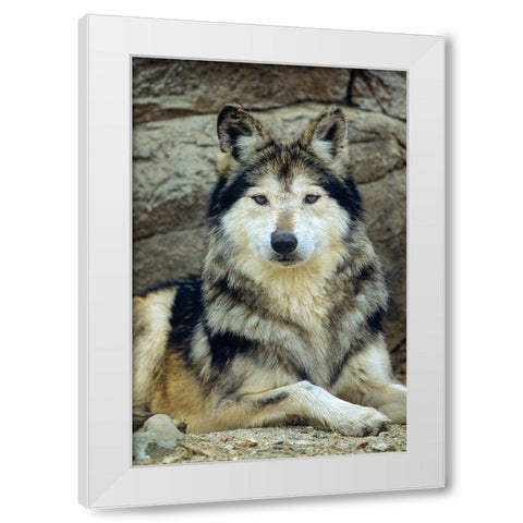 Mexican gray wolf White Modern Wood Framed Art Print by Fitzharris, Tim