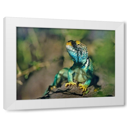 Collared Lizard White Modern Wood Framed Art Print by Fitzharris, Tim