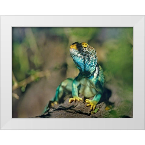 Collared Lizard White Modern Wood Framed Art Print by Fitzharris, Tim