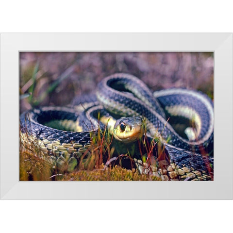 Common Garter snake White Modern Wood Framed Art Print by Fitzharris, Tim