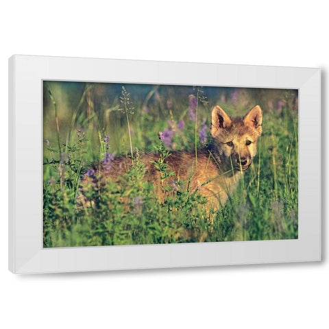 Wolf Pup White Modern Wood Framed Art Print by Fitzharris, Tim