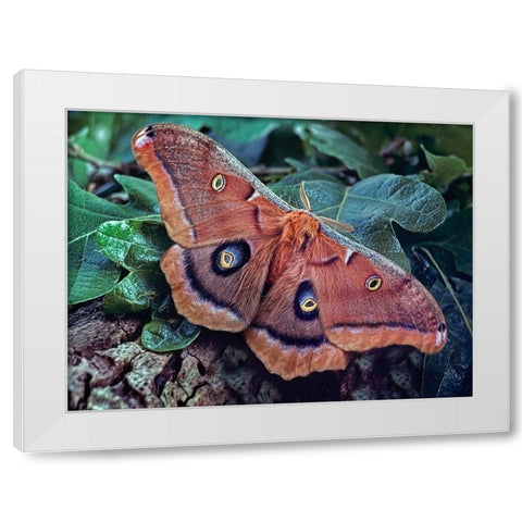 Polyphemus Moth White Modern Wood Framed Art Print by Fitzharris, Tim