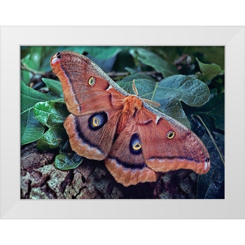 Polyphemus Moth White Modern Wood Framed Art Print by Fitzharris, Tim