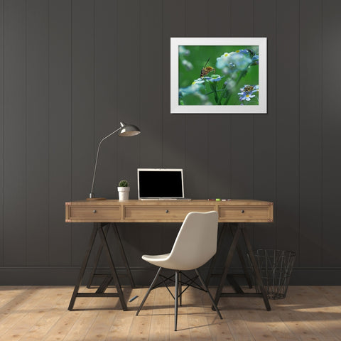 Fly on forget-me-not White Modern Wood Framed Art Print by Fitzharris, Tim