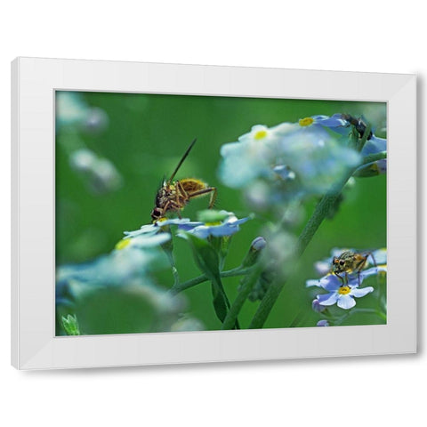 Fly on forget-me-not White Modern Wood Framed Art Print by Fitzharris, Tim