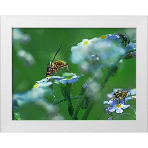 Fly on forget-me-not White Modern Wood Framed Art Print by Fitzharris, Tim