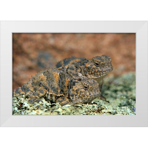 Short-horned Lizards White Modern Wood Framed Art Print by Fitzharris, Tim