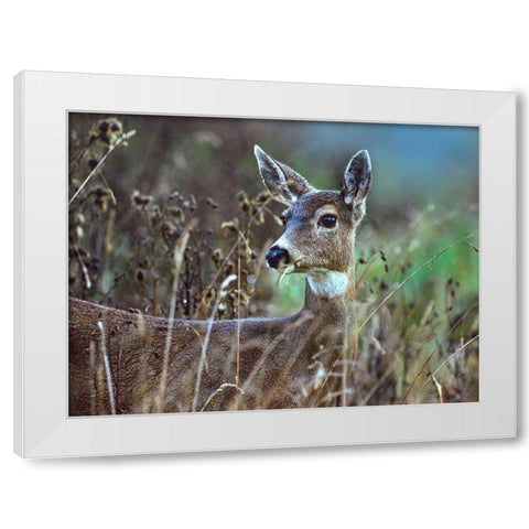 Mule Deer White Modern Wood Framed Art Print by Fitzharris, Tim