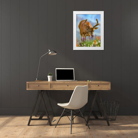 Mule deer in velvet White Modern Wood Framed Art Print by Fitzharris, Tim