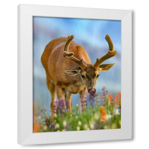 Mule deer in velvet White Modern Wood Framed Art Print by Fitzharris, Tim