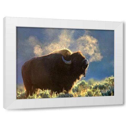 Bison White Modern Wood Framed Art Print by Fitzharris, Tim