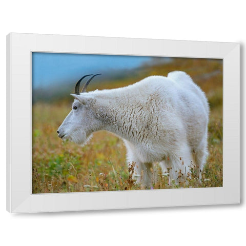 Mountain Goat White Modern Wood Framed Art Print by Fitzharris, Tim