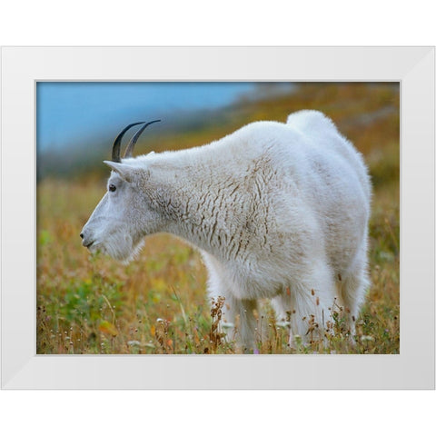 Mountain Goat White Modern Wood Framed Art Print by Fitzharris, Tim