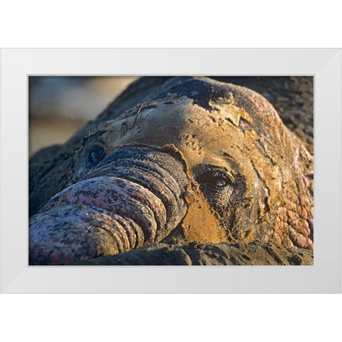 Northern elephant seal bull molting White Modern Wood Framed Art Print by Fitzharris, Tim