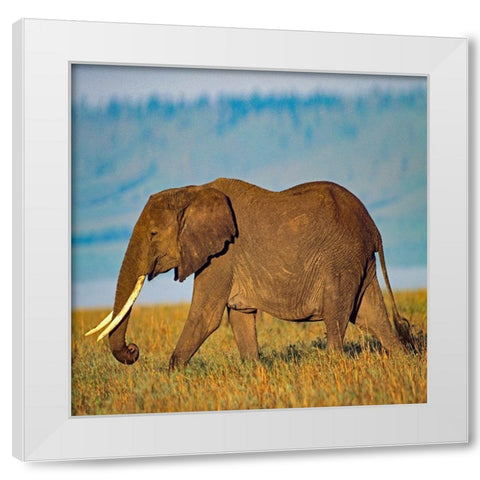 African elephant with large tusks-Kenya White Modern Wood Framed Art Print by Fitzharris, Tim