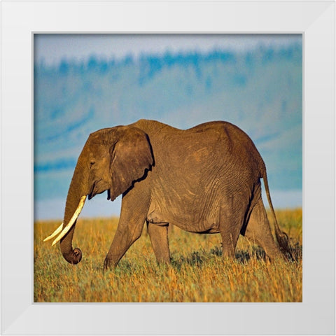 African elephant with large tusks-Kenya White Modern Wood Framed Art Print by Fitzharris, Tim